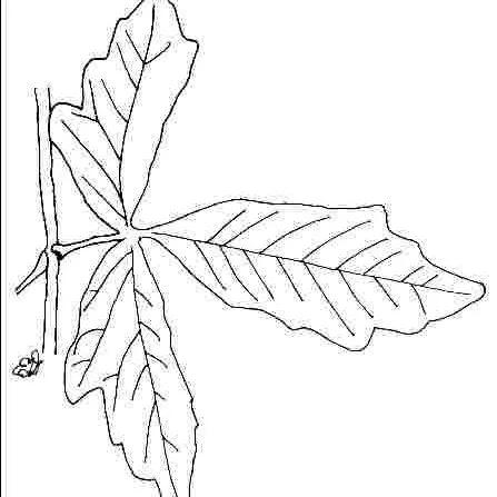 thumbnail for publication: Acer griseum: Paperbark Maple